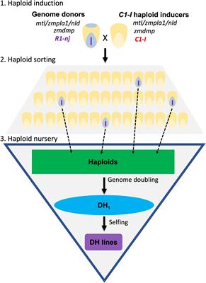 Development of doubled haploid inducer lines facilitates selection of superior haploid inducers in maize